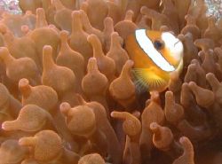 Bulb-tentacle Sea Anemone - Komodo by Dale Treadway 